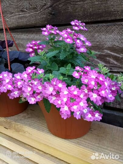 Вербена вегетативная