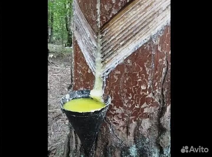 Сосновая смола живица