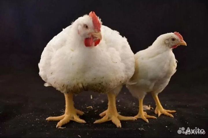 Куры бройлеры