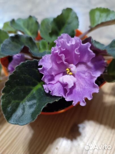 Фиалка сортовая