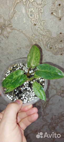 Сортовые филодендроны