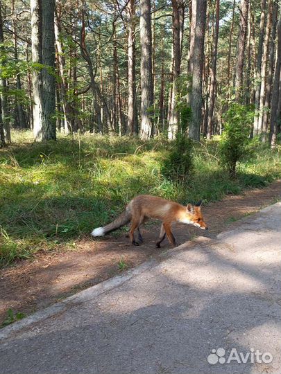 Экскурсии по Калининграду и области