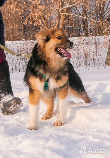 Щенок мальчик