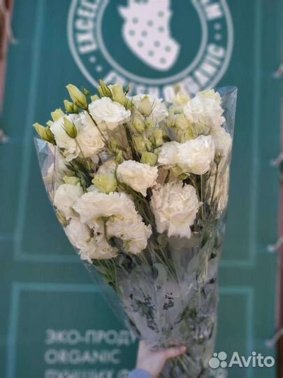 Пышная Эустома