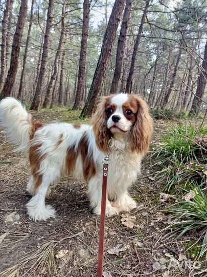 Кавалер Кинг Чарльз спаниель Вязка 6,3 кг