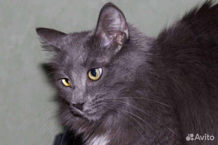 Кошка в дар