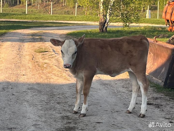 Телочка джерси