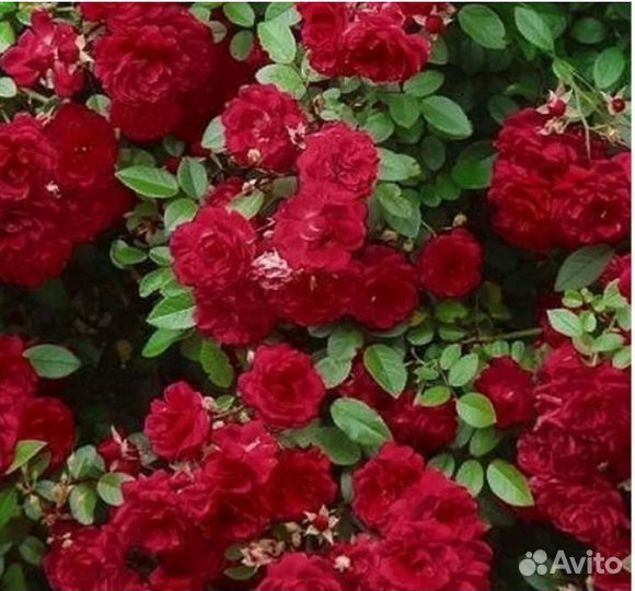 Роза Рэд Каскад