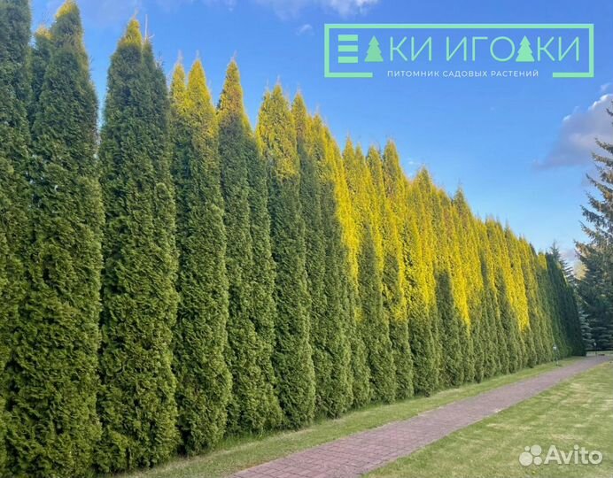 Туи Крупномеры:Смарагд,Брабант,Колумна