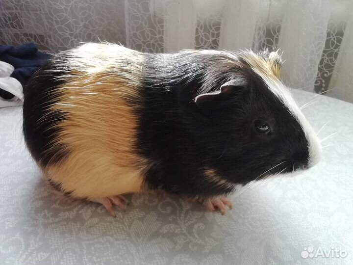 Морские свинки