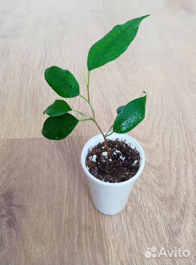 Детки Фикуса Бенджамина