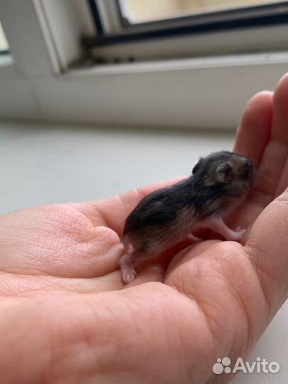 Джунгарский хомяк