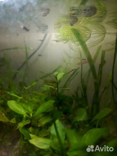 Гуппи мальки