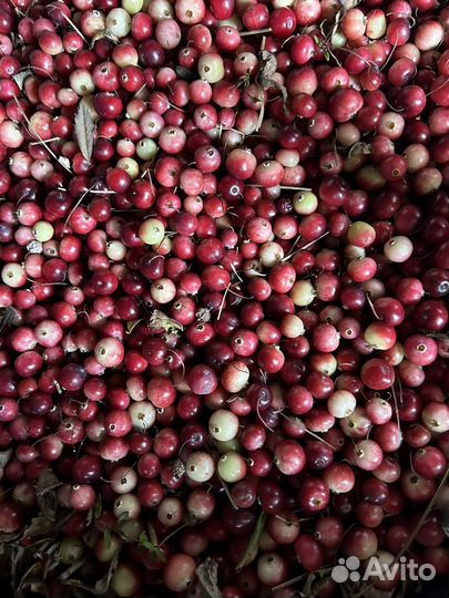 Клюква свежая