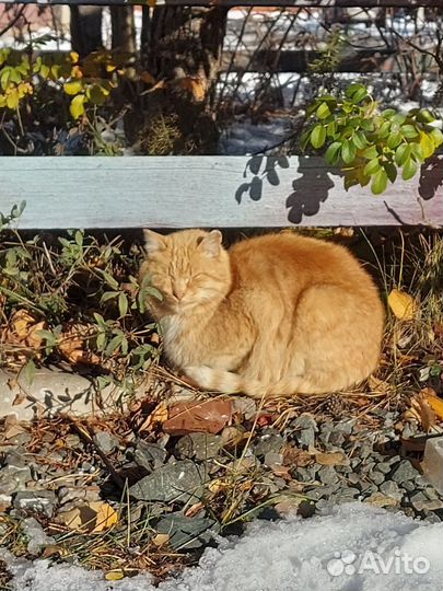 Кот в дар