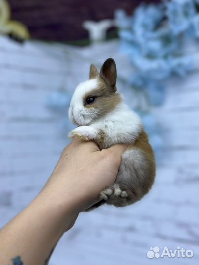 Мини ручной крольчонок