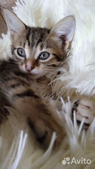 Подарим котят,с бесплатной доставкой на дом)