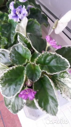 Фикусы, фиалки, кактусы для дома и офиса