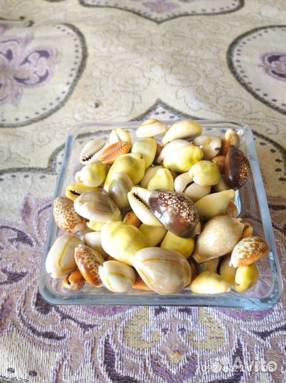 Морские ракушки. Ципреи. (зубатки)