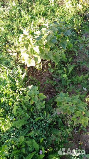 Саженцы смородины и крыжовника