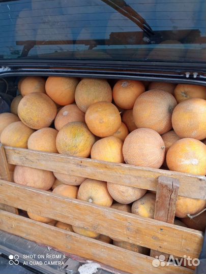 Дыни с поля