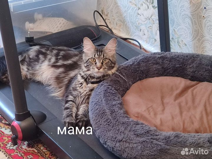 Котята мейн-кун