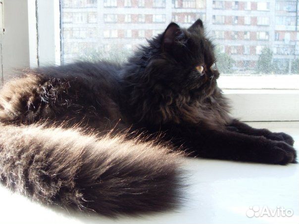 Персидский кот