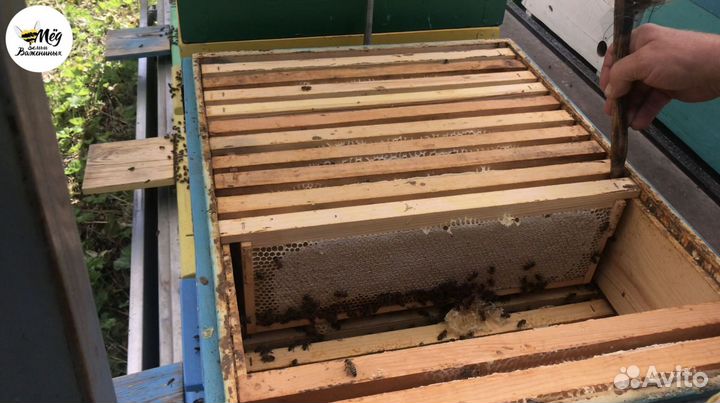 Мед натуральный 2023г с доставкой