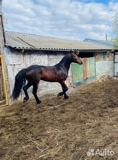 Жеребец чистопородный Орловец