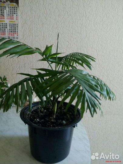 Комнатные растения и цветы