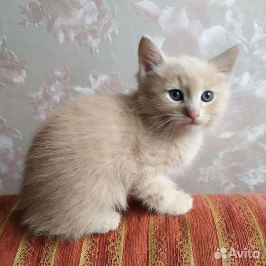Отдам котёнка