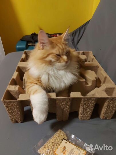 Кот Мейн Кун на вязку