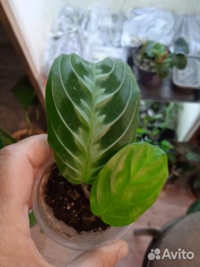 Комнатные цветы