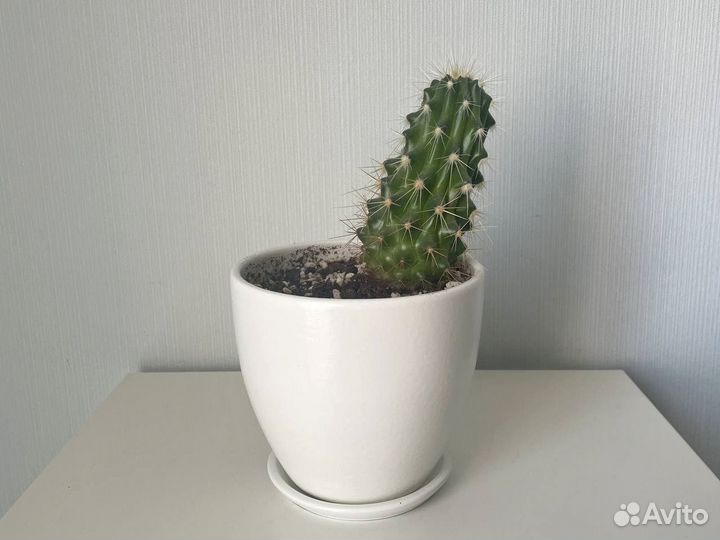 Кактус в горшке