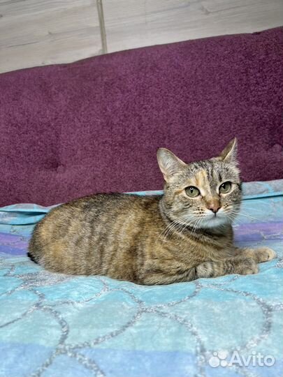 Спасите Сироту