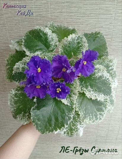 Листочки сортовых фиалок