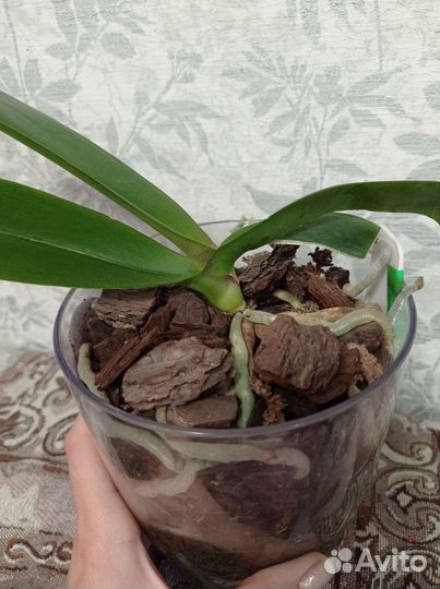 Орхидея фаленопсис