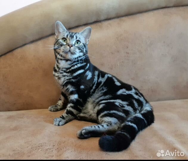 Американский короткошерстный мальчик