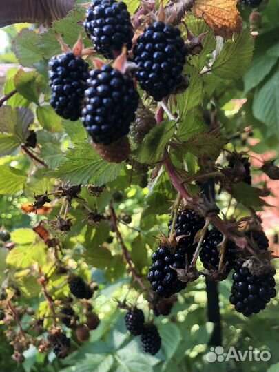 Саженцы вишни, малины, ежевики, смородины