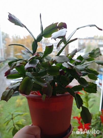 Дендробиум