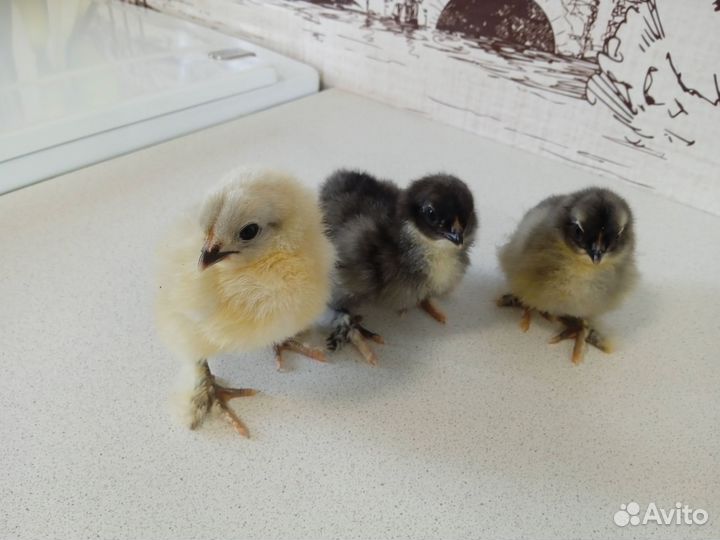 Цыплята породы брама