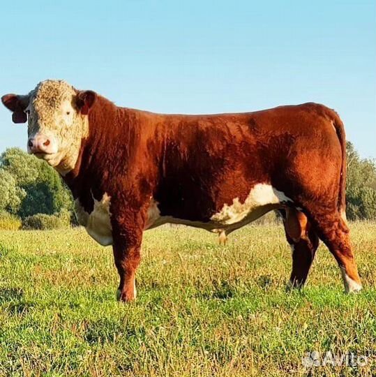 Быки на мясо