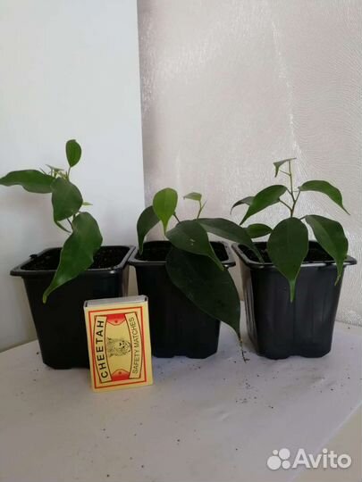 Замиокулькас, шефлера, фикус Бенджамина, толстянка