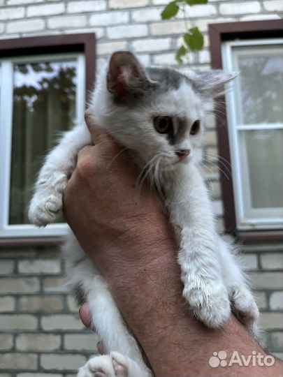 Котята