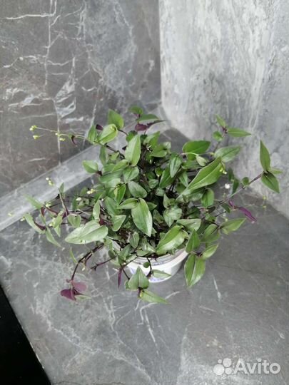 Традесканции разные