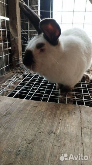 Калифорнийские кролики