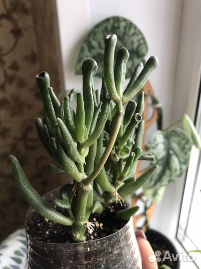 Толстянка хоббит