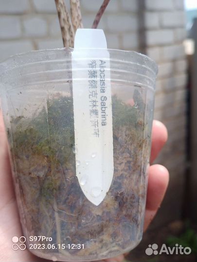 Комнатные растения