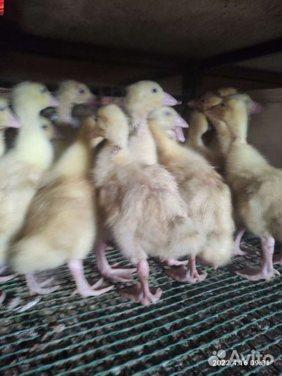 Живая птица