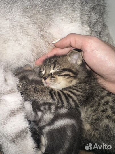 Вислоухий котенок